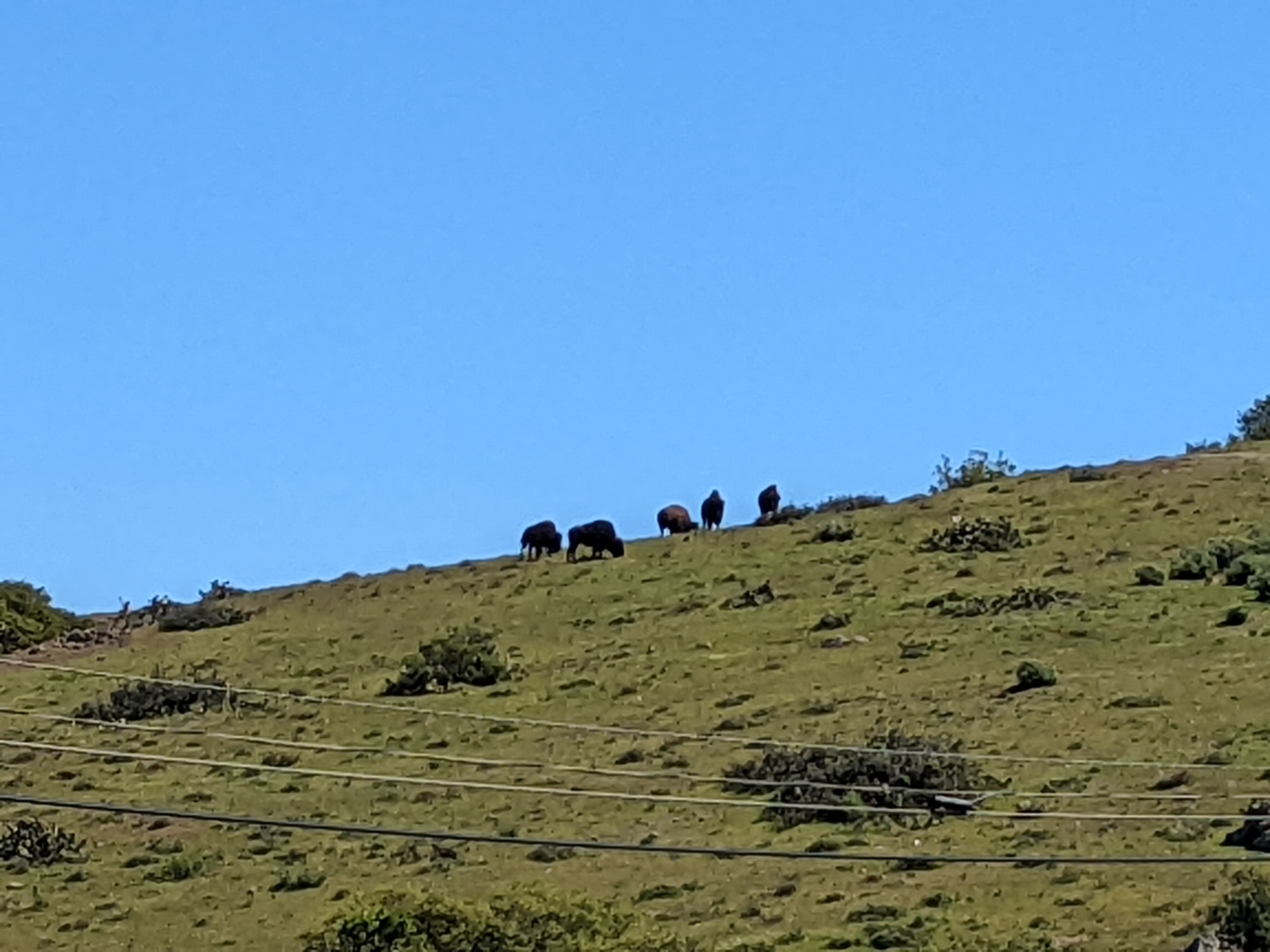Bison grazing