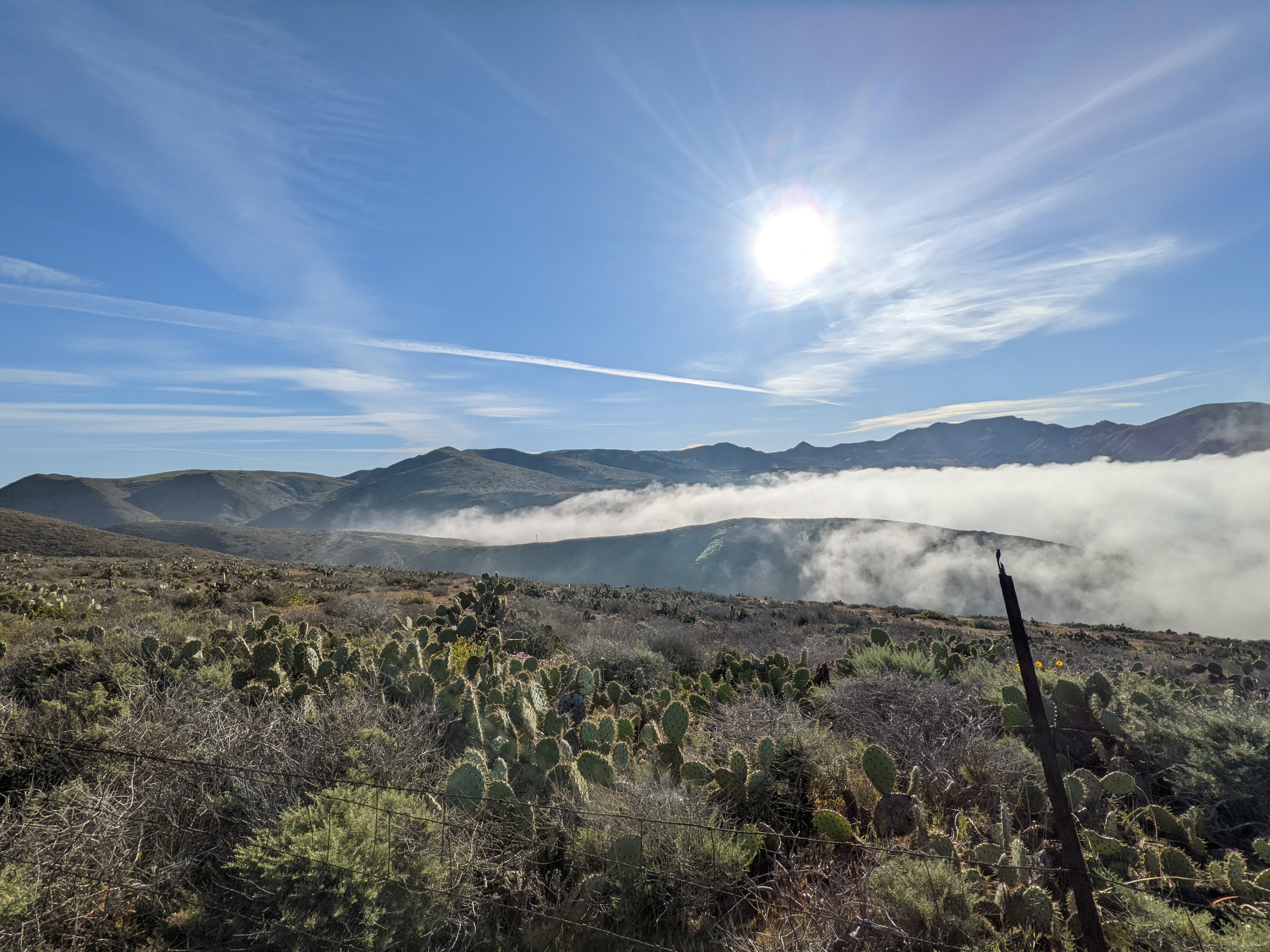 Sea of cactus and clouds